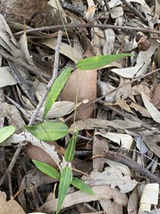 Leichhardtia fraseri