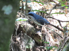 Melanotis hypoleucus