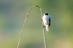 Sporophila pileata