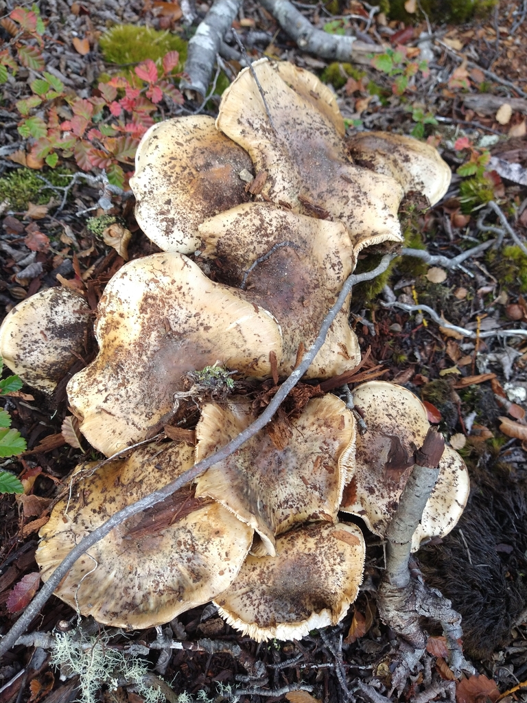 Tricholoma