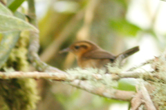 Troglodytes solstitialis