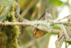 Troglodytes solstitialis