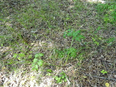 Ostericum palustre