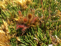 Drosera stenopetala