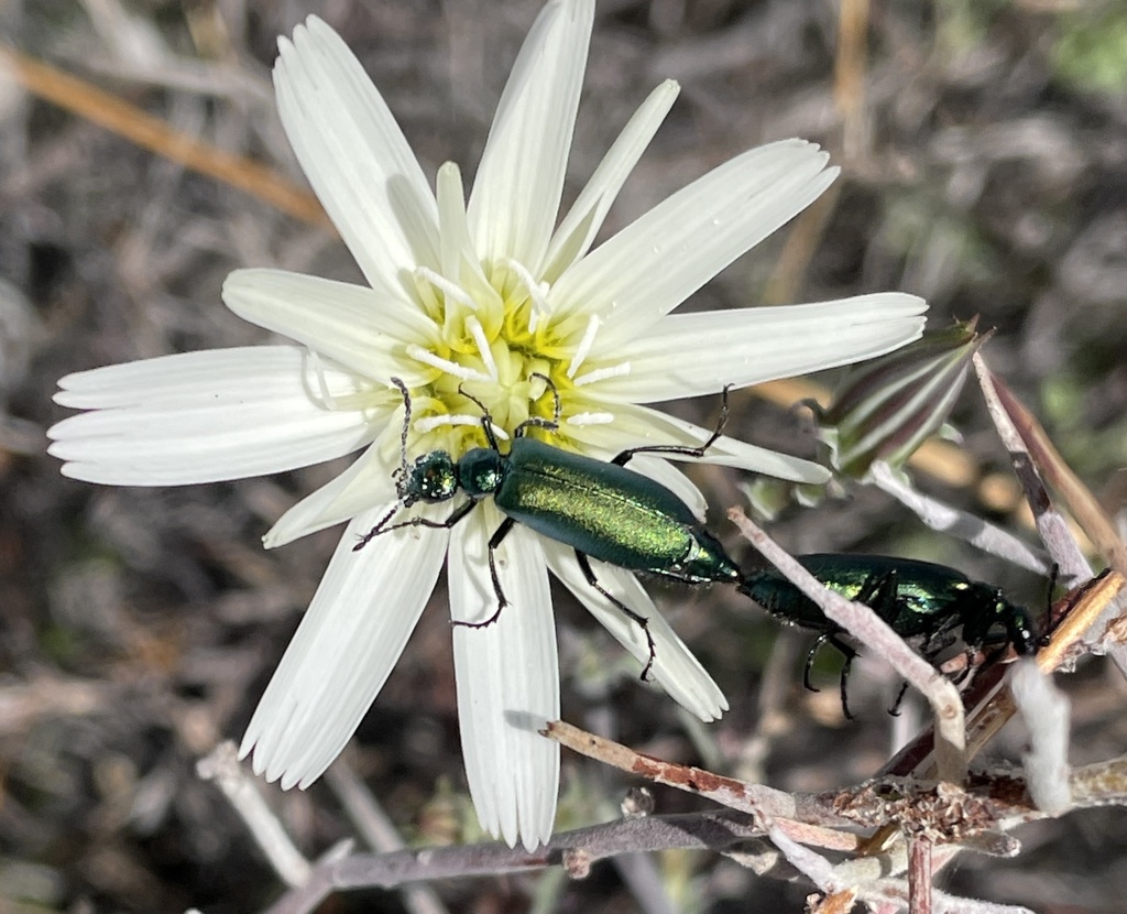 Green Blister Beetle