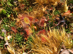Drosera stenopetala