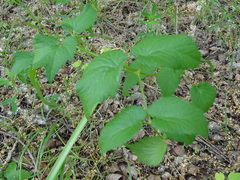 Ostericum palustre