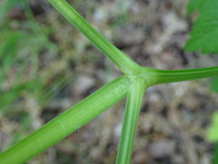 Ostericum palustre