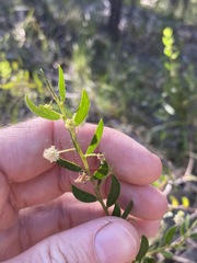 Acacia hispidula