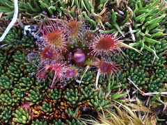 Drosera stenopetala