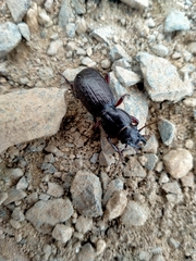 Mecodema sculpturatum