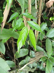Ventilago leiocarpa