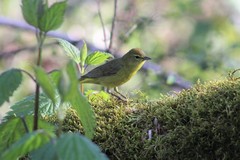 Leiothlypis celata lutescens