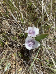 Calochortus tolmiei