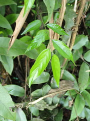 Ventilago leiocarpa