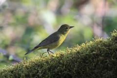Leiothlypis celata lutescens