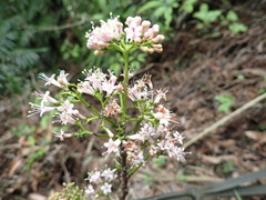 Ehretia longiflora