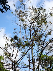 Ehretia longiflora