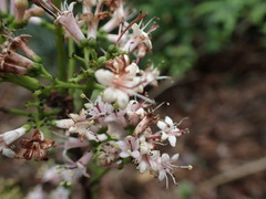 Ehretia longiflora