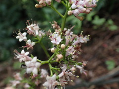 Ehretia longiflora