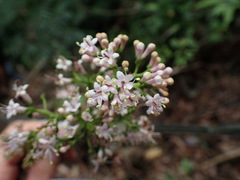 Ehretia longiflora