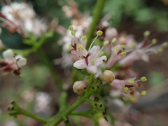 Ehretia longiflora