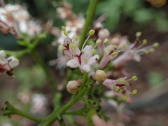 Ehretia longiflora