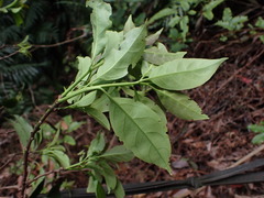 Ehretia longiflora