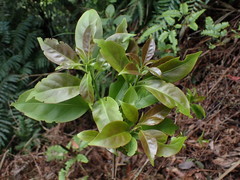 Ehretia longiflora