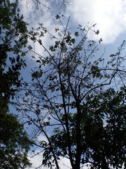 Ehretia longiflora