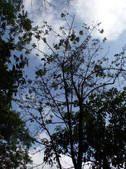 Ehretia longiflora