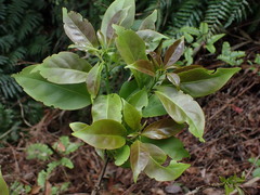 Ehretia longiflora