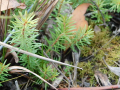 Persoonia chamaepeuce
