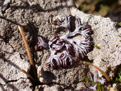 Riccia multifida