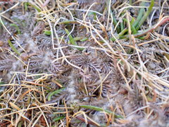 Leptinella maniototo