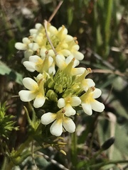 Triphysaria floribunda