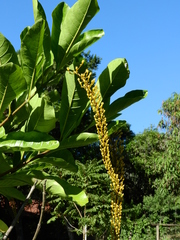 Lophanthera lactescens