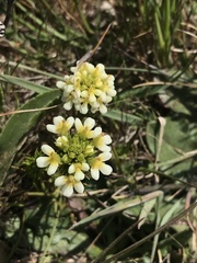 Triphysaria floribunda