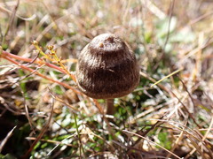 Entoloma perzonatum