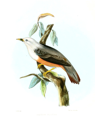 Malabar Starling photo 4