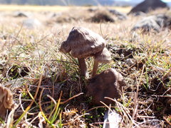 Entoloma perzonatum