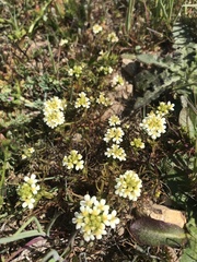 Triphysaria floribunda