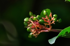 Palicourea marcgravii