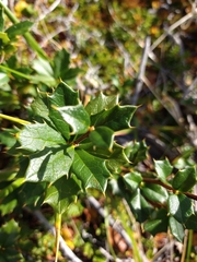 Berberis ilicifolia