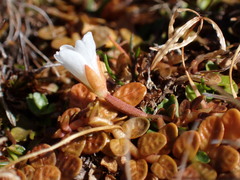 Epilobium angustum