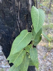 Parsonsia brisbanensis