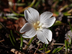 Epilobium angustum