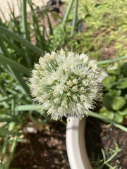 Allium chinense