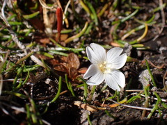 Epilobium angustum