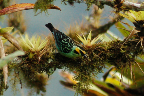 Tangara chrysotis
